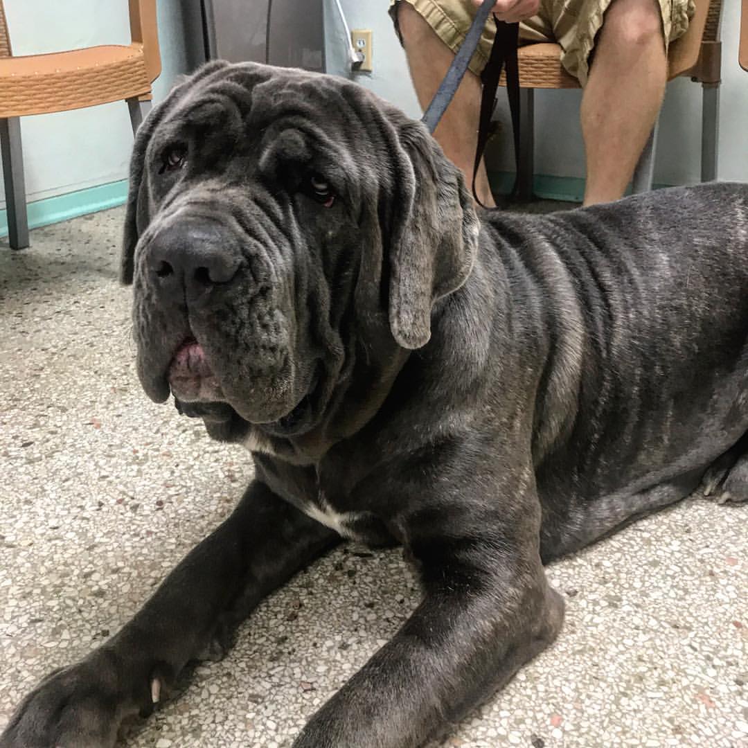 large dog at the vet