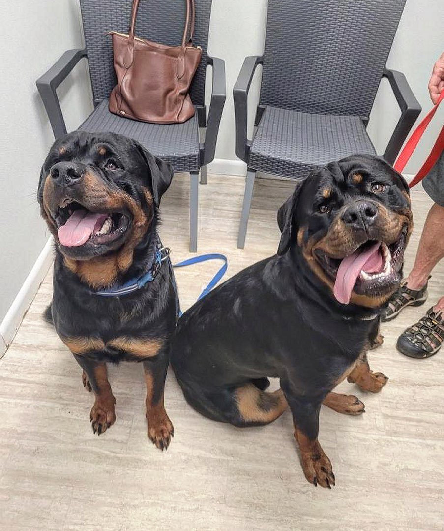 two large dogs sitting at vet