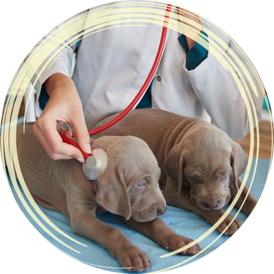 puppy health certificate image
