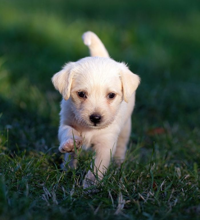 puppy in the field