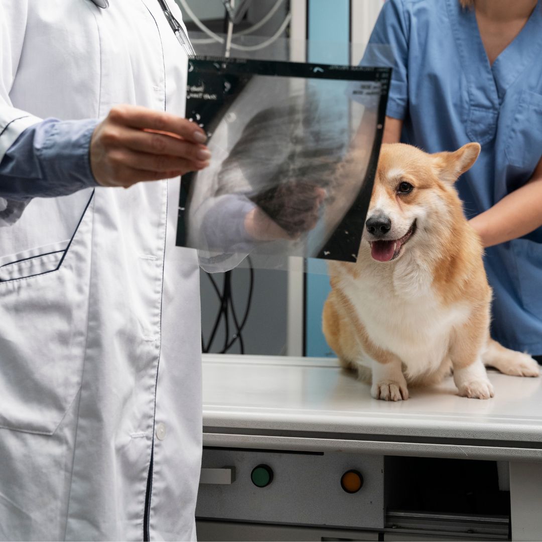 Pet InHouse Digital XRay In Loxahatchee, FL Palms West