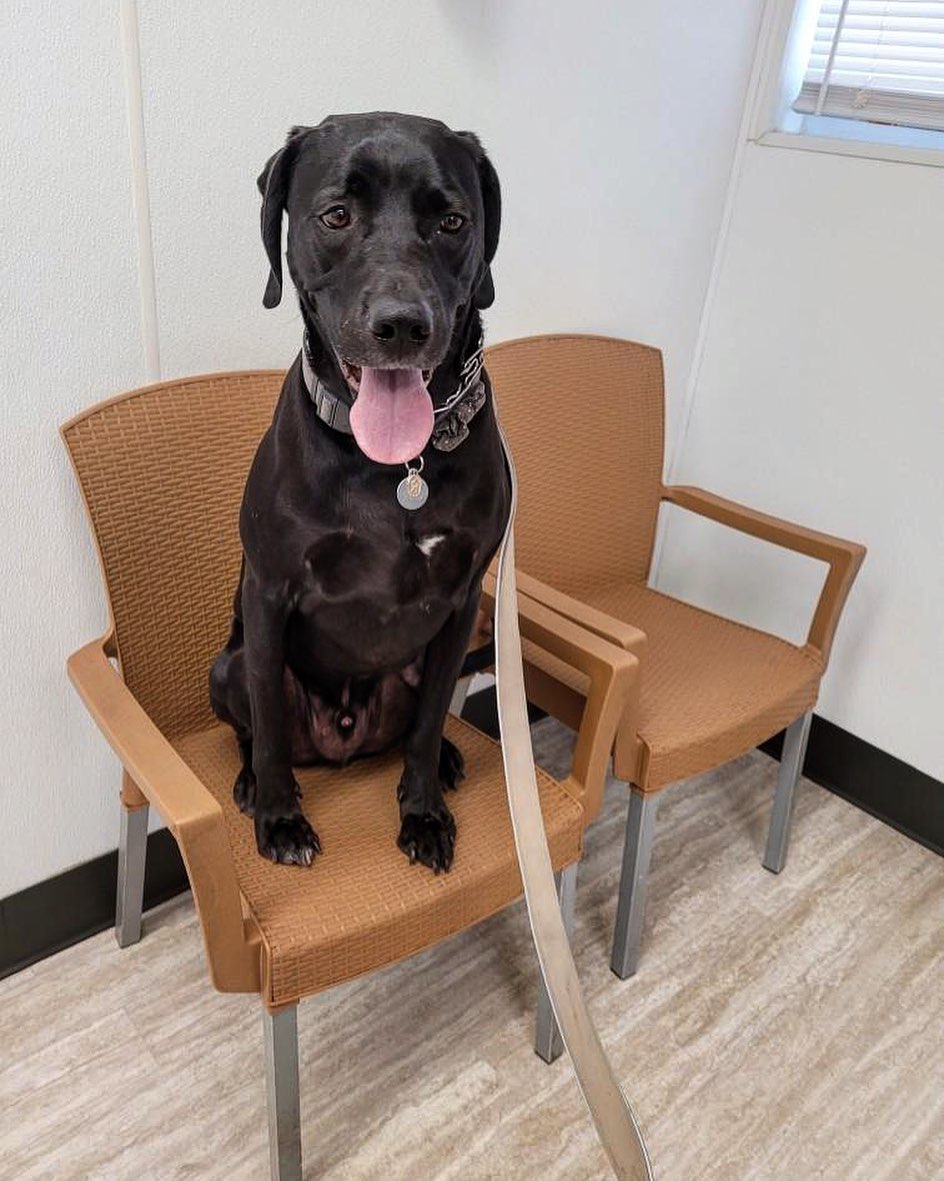 dog sitting in chair