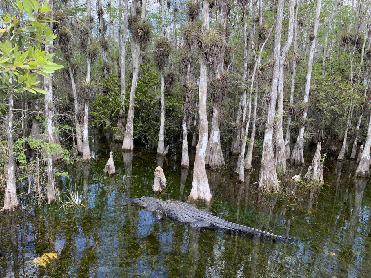 Loxahatchee Groves, FL Veterinary Jobs Vet In Loxahatchee FL